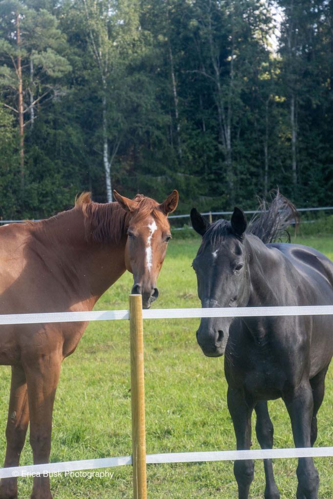 Hevosen täysihoito Hepo Lepolassa Urjalassa